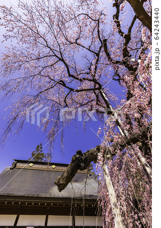 (山梨県)慈雲寺のイトザクラ (山梨県)慈雲寺のイトザクラ 64243440