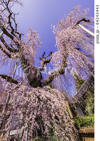 (山梨県)慈雲寺のイトザクラ (山梨県)慈雲寺のイトザクラ 64243443