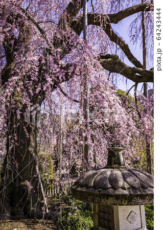 （山梨県）慈雲寺のイトザクラ 64243444