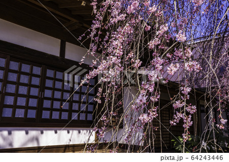 (山梨県)慈雲寺のイトザクラ (山梨県)慈雲寺のイトザクラ 64243446