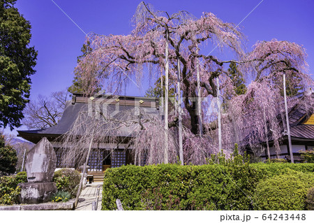 (山梨県)慈雲寺のイトザクラ (山梨県)慈雲寺のイトザクラ 64243448