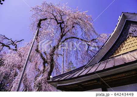 (山梨県)慈雲寺のイトザクラ (山梨県)慈雲寺のイトザクラ 64243449