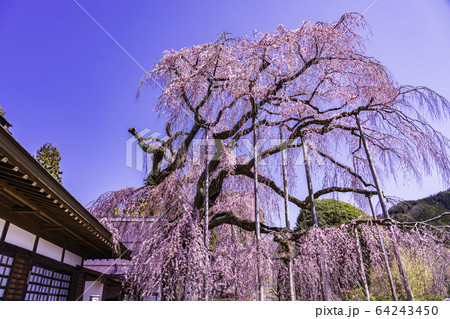(山梨県)慈雲寺のイトザクラ (山梨県)慈雲寺のイトザクラ 64243450