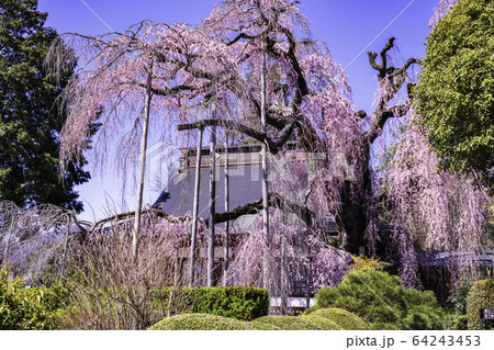 (山梨県)慈雲寺のイトザクラ (山梨県)慈雲寺のイトザクラ 64243453