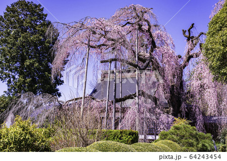 (山梨県)慈雲寺のイトザクラ (山梨県)慈雲寺のイトザクラ 64243454