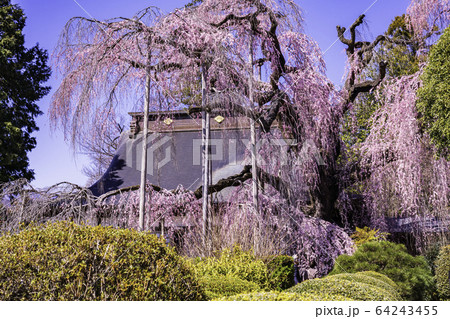 （山梨県）慈雲寺のイトザクラ 64243455