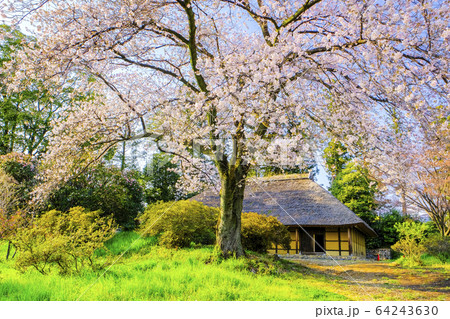 カスミザクラと古民家 64243630