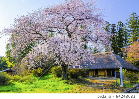 満開の桜と阿久沢家住宅の写真素材 [64243633] - PIXTA