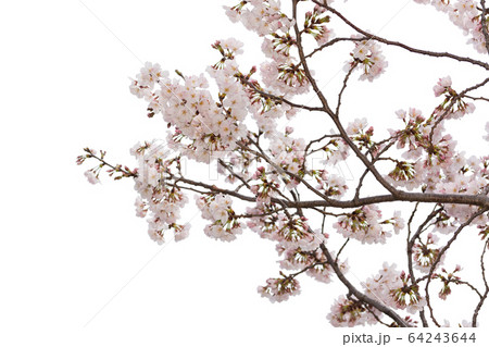 Beautiful pink cherry blossom isolated on white Beautiful pink cherry blossom isolated on white 64243644