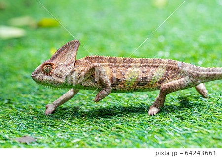Veiled chameleon (chamaeleo calyptratus) in 64243661