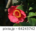 満開の椿　その２ 64243742