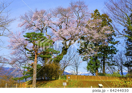 御殿桜と谷川連峰 64244030