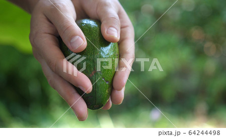 Hands Holding Avocado. Close up. Hands Holding Avocado. Close up. 64244498
