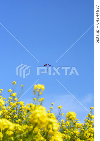 スカイダイビングと菜の花 64244687