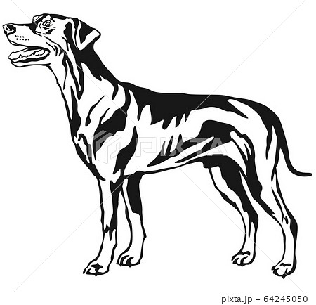 Decorative standing portrait of dog German 64245050