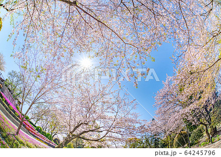 静岡県富士市岩本山公園の桜の写真素材