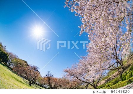 静岡県富士市岩本山公園の桜 静岡県富士市岩本山公園の桜 64245820