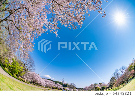 静岡県富士市岩本山公園の桜 静岡県富士市岩本山公園の桜 64245821