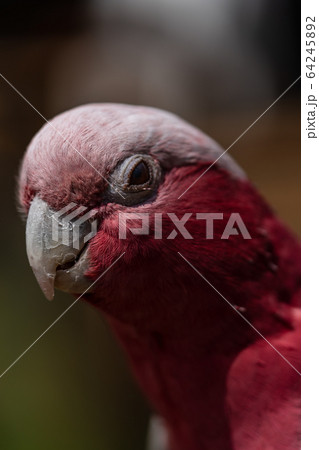 モモイロインコ モモイロインコ 64245892