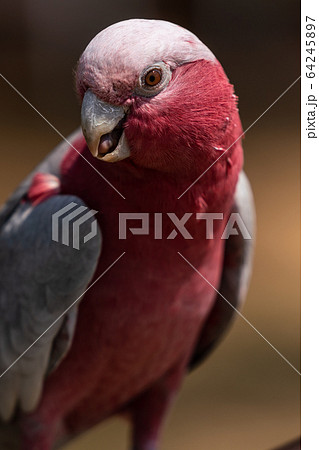 モモイロインコ 64245897