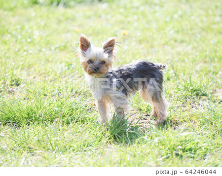 ヨークシャテリアの仔犬 64246044