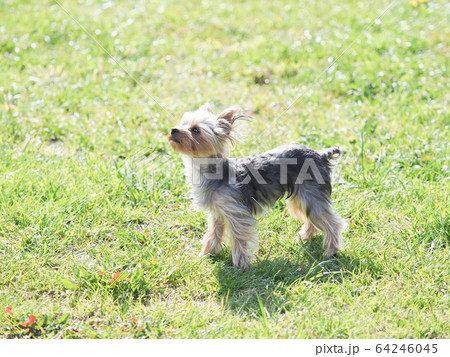 ヨークシャテリアの仔犬 64246045