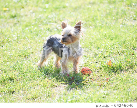ヨークシャテリアの仔犬 ヨークシャテリアの仔犬 64246046