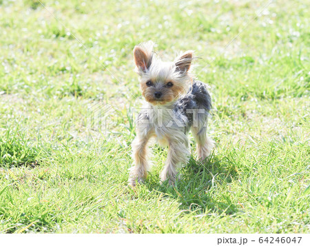 ヨークシャテリアの仔犬 64246047