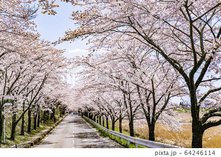 涌谷城址の桜 桜 涌谷神社 涌谷城址の桜 桜 涌谷神社 64246114