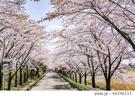 涌谷城址の桜 桜 涌谷神社 涌谷城址の桜 桜 涌谷神社 64246115