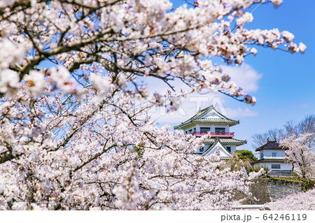 涌谷城址の桜 桜 涌谷神社 涌谷城址の桜 桜 涌谷神社 64246119