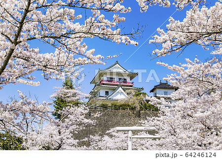 涌谷城址の桜 桜 涌谷神社 涌谷城址の桜 桜 涌谷神社 64246124