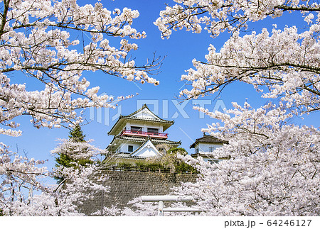 涌谷城址の桜 桜 涌谷神社 涌谷城址の桜 桜 涌谷神社 64246127