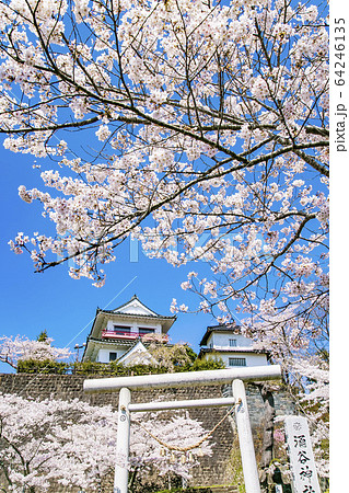 涌谷城址の桜 桜 涌谷神社の写真素材