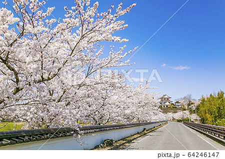 涌谷城址の桜 桜 涌谷神社の写真素材