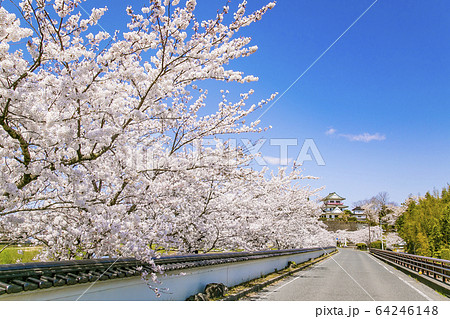 涌谷城址の桜　桜　涌谷神社 64246148