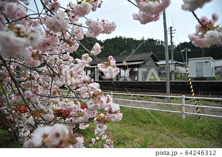 桜とローカル駅 桜とローカル駅 64246312