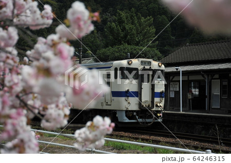 桜が咲くローカル駅のローカル列車 桜が咲くローカル駅のローカル列車 64246315