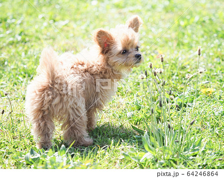 振り向くチワプー 振り向くチワプー 64246864