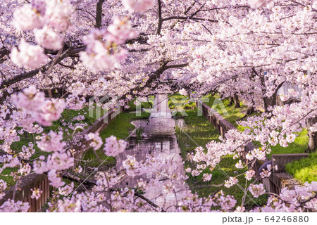 川沿いに咲く満開の桜 川沿いに咲く満開の桜 64246880