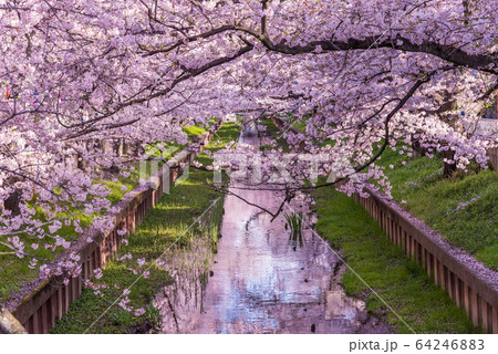 川沿いに咲く満開の桜 64246883