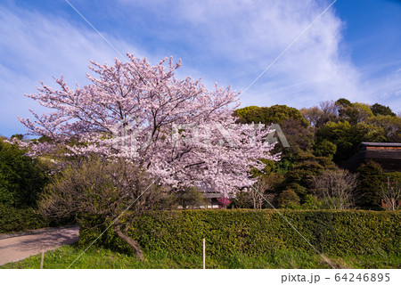 稲賀の家の庭に咲く満開の桜 64246895
