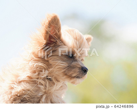 抱えられたチワプーの横顔 抱えられたチワプーの横顔 64246896