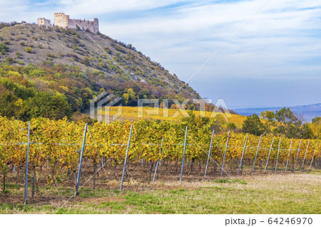ruins of Devicky Castle with vineyards, Czech ruins of Devicky Castle with vineyards, Czech 64246970