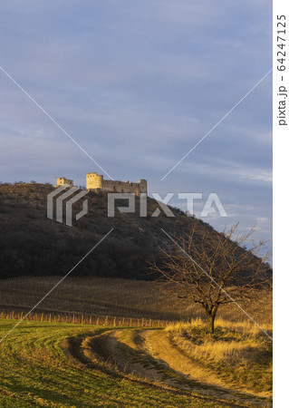 ruins of Devicky Castle with vineyards, Czech 64247125