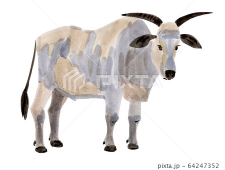 Handwork watercolor illustration of a bull Handwork watercolor illustration of a bull 64247352