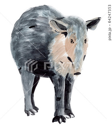Handwork watercolor illustration of a tapir Handwork watercolor illustration of a tapir 64247353