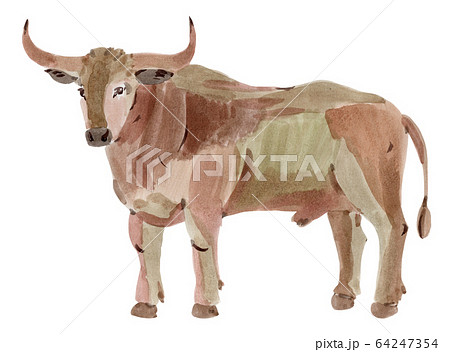 Handwork watercolor illustration of a bull 64247354