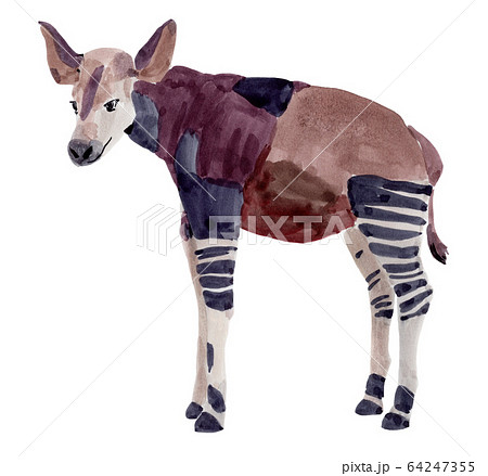 Handwork watercolor illustration of okapi 64247355