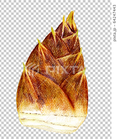 タケノコ(色鉛筆画) 64247443